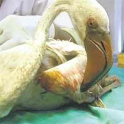 Visiting bird hospitalised in toxic city
