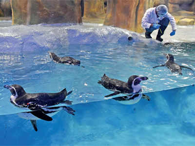 Mumbai: Get ready to welcome baby penguin in 2 days