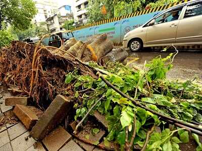 45-year-old man dies as tree collapses on auto in Mulund