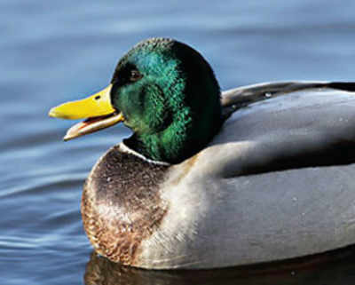 £2,000 spent to rescue an injured duck