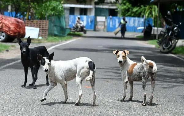 Quarantine centre for rabid, ill stray dogs set up in Perungudi zone