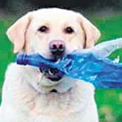 Eco-conscious dog who's recycled 26,000 bottles