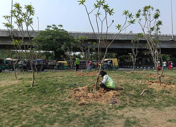 1.2L shrubs, 20k trees in monsoon: NH-8 to get greener from Signature Towers to Rajiv Chowk in Gurgaon