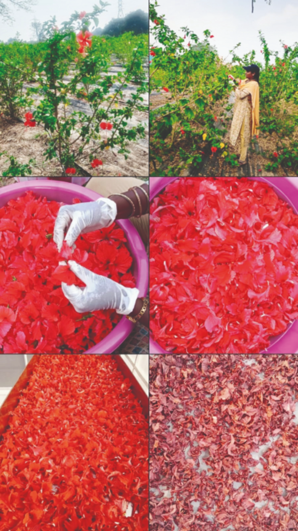 Four-Acre Hibiscus Farm Hopes To Revolutionize Tamil Nadu's Herbal Tea Market