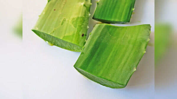 Aloe Vera