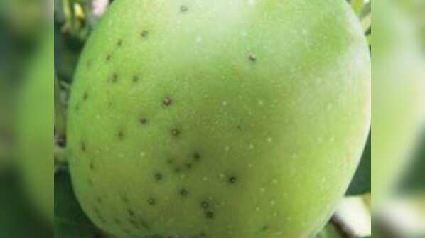 What are those little spots on apple