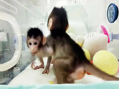 Chinese monkey pair first primates cloned
