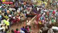 Madurai: Man arrested for attacking bulls with stick during Jallikattu 