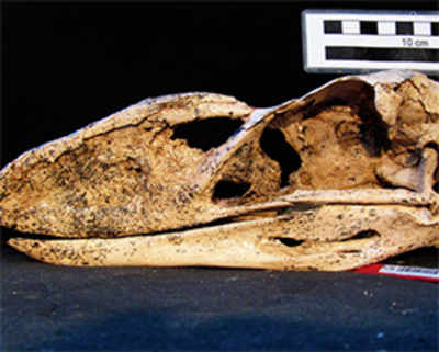 South American fossil gives voice to ancient terror bird