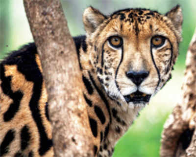 Zoo plans to acquire more exotic animals