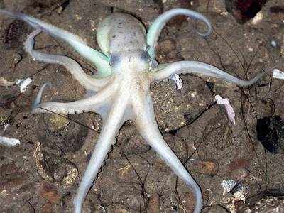 BAYWATCH: Octopus