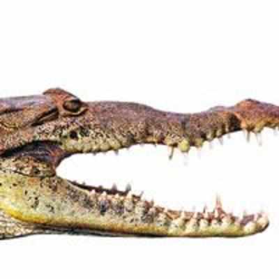 3 live crocodiles seized from passenger's bag