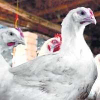 State all set to defy bird flu