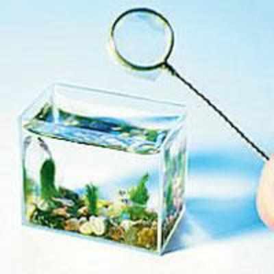 world's smallest fish tank