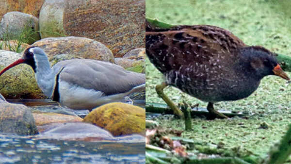 Third time in a row, Bengal tops bird count list in India