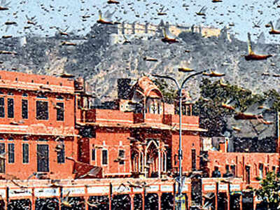 Locust swarms attack crops in Maha, other states