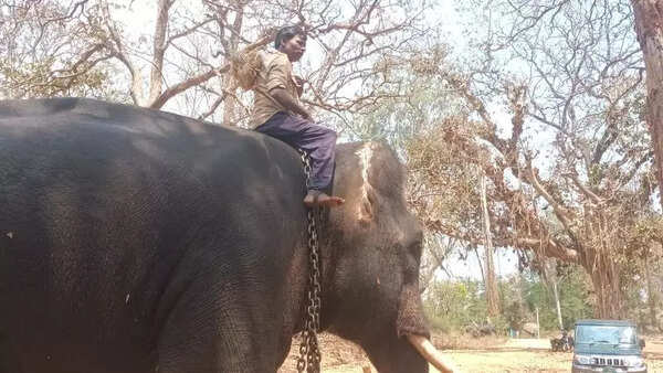 Four elephants at sakrebailu camp return to stable condition