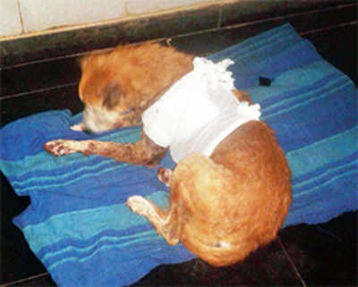 Man stabs dog for barking at his daughter