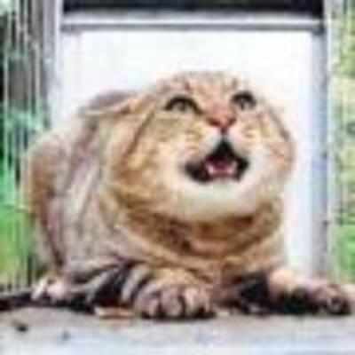 Meet Grumpy, the nastiest cat on earth