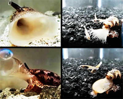 Sea snails have use insulin to catch fish