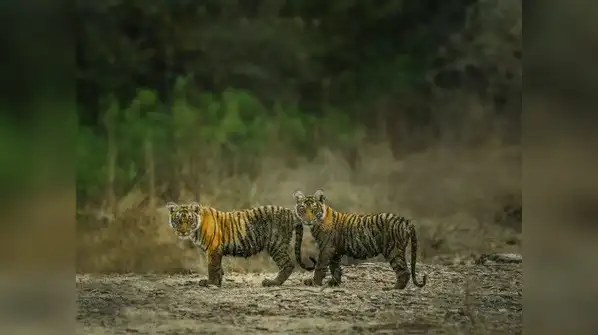 7 Tiger Reserves and National Parks in India you can visit during monsoon