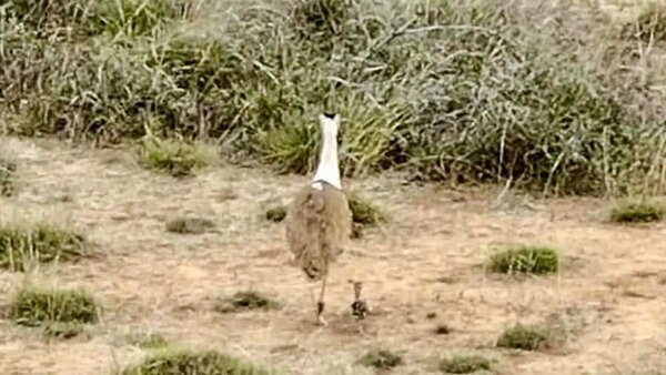 GIB chick goes missing in Gujarat, experts seek probe; egg transfer project faces setback
