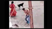 Shocking! Man clobbers stray pup to death for disturbing sleep in Gujarat 