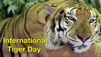 International Tiger Day to be celebrated on July 29 