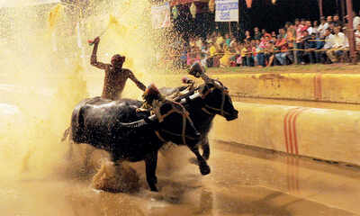 Karnataka: Yet again, PETA finds fault with Kambala