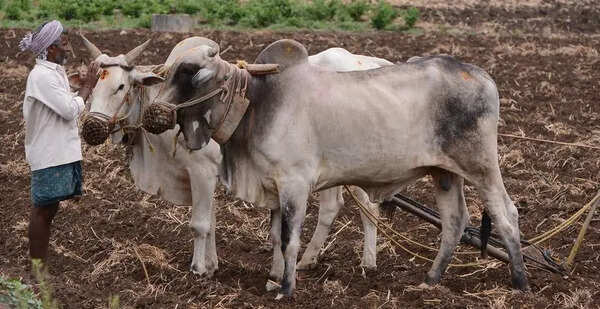 AP to launch generic medicine shops for live stocks