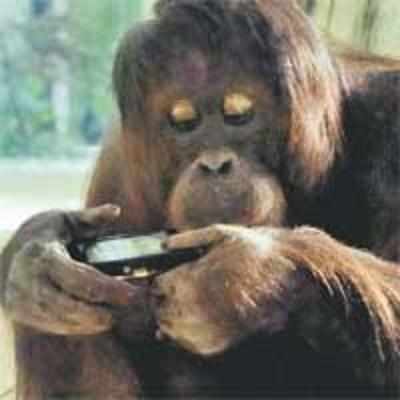 Snap-happy orangutan opens Facebook gallery