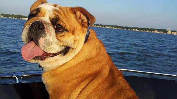 Bulldog