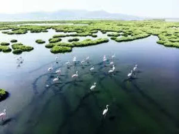 Govt identifies 3,911 wetlands across state