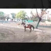 A round of dressage 