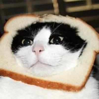 Fresh slice of online humour: Now, '˜breading' cats takes off