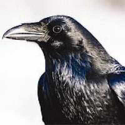 23-yr-old engineer ends life. Reason: A crow sat on his head