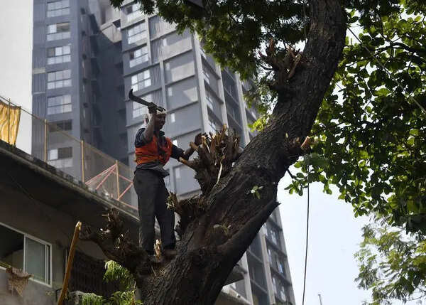 BMC issues notices for pre-monsoon trimming of 7,978 trees on private premises in Mumbai