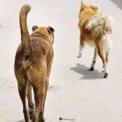 Families quarrel over '˜inter-caste' love affair between dogs