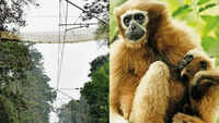 Separated for decades by rail tracks, India&rsquo;s only ape species now gets bridges for the gap