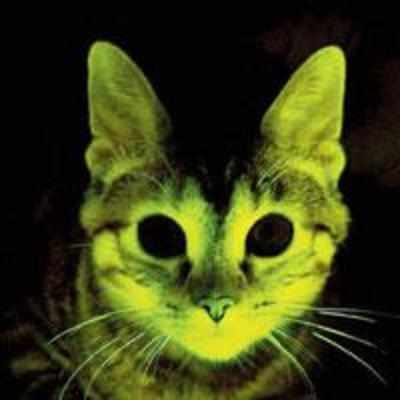  Glow  in the dark cats to fight AIDS 