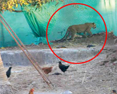 Fleeing leopard caught on cam after killing 52 fowls