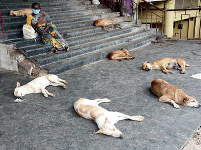 Animal cruelty: Cops get tough against perpetrators