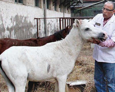 BSPCA fundraiser to refurbish Parel animal hospital