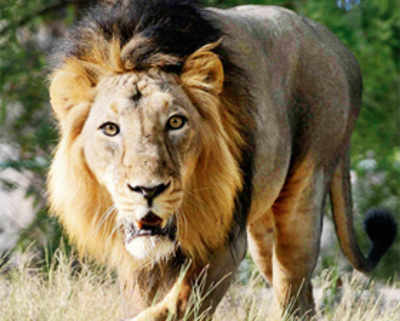 3 Gir lions, found ‘guilty’ of eating humans, caged for life