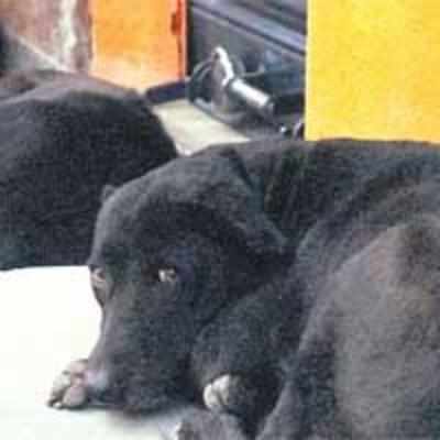 Dogs disturb us, complain judges, Guv
