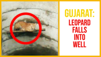 Gujarat: Officials scramble to rescue female leopard who fell into well 