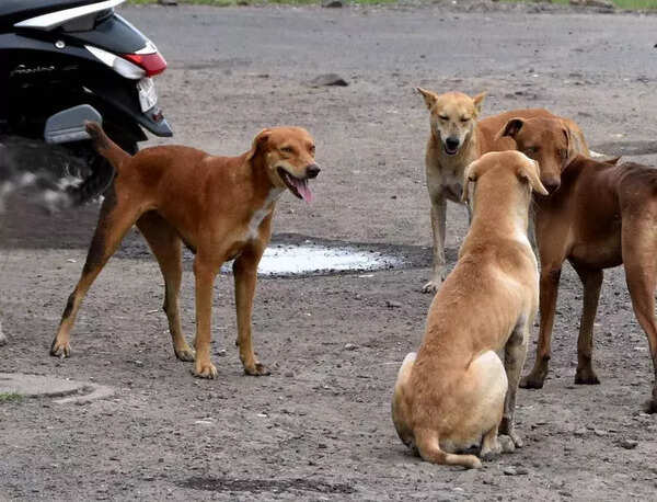 SMC to conduct citywide dog population survey to assess sterilisation impact