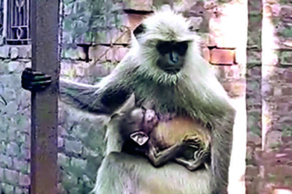 50 injured in monkey attack in North 24 Parganas