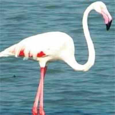 Download Ahmedabad Named Bird Image Pics