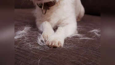 How to Keep Dog Hair Out of House: Easy Tips for a Clean Home